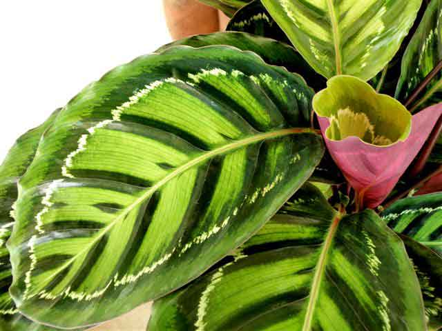 کالاتیا رزپیکتا